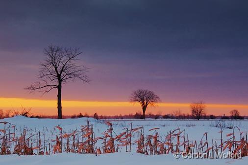 Stark Trees At Sunset_13064.jpg - Photographed near Richmond, Ontario, Canada.